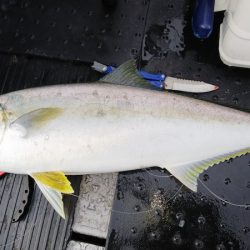 第二龍勢丸 釣果