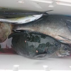 しば渡船 釣果