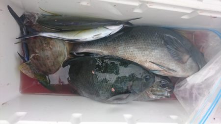 しば渡船 釣果