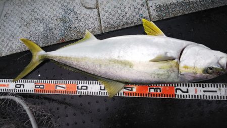 第二龍勢丸 釣果