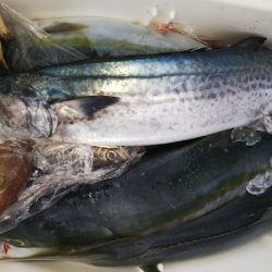 第二龍勢丸 釣果