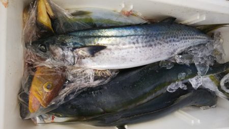 第二龍勢丸 釣果