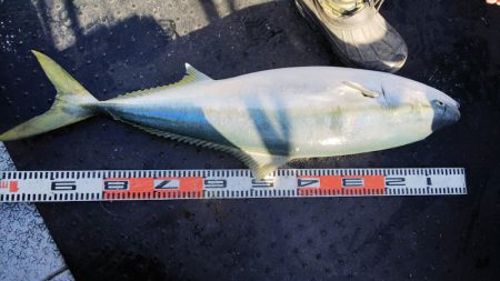 第二龍勢丸 釣果