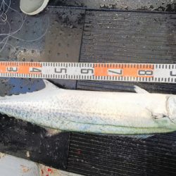 第二龍勢丸 釣果