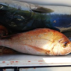 第二龍勢丸 釣果