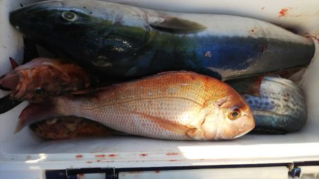 第二龍勢丸 釣果