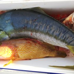 第二龍勢丸 釣果