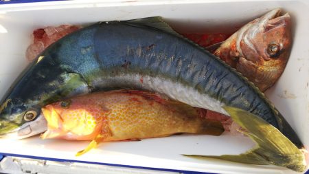 第二龍勢丸 釣果