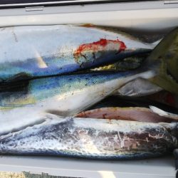 第二龍勢丸 釣果