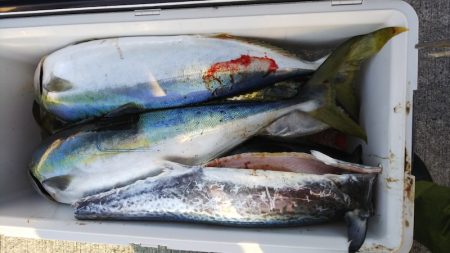 第二龍勢丸 釣果