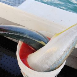 第二龍勢丸 釣果