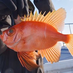 渡船屋たにぐち 釣果