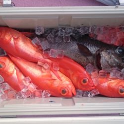 晃山丸 釣果