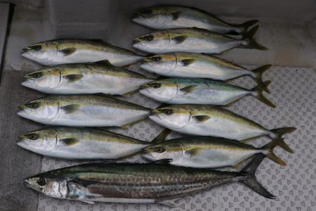 浜栄丸 釣果