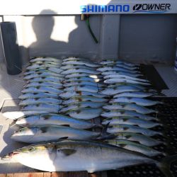 浜栄丸 釣果