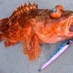 渡船屋たにぐち 釣果
