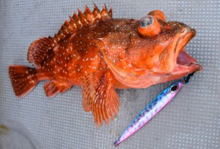 渡船屋たにぐち 釣果
