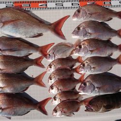 遊漁船 家入 釣果