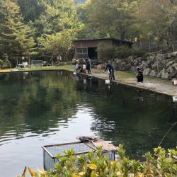 白州トラウトフィッシングエリア シルフ 釣果