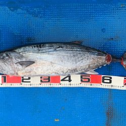 釣鯛洋 釣果
