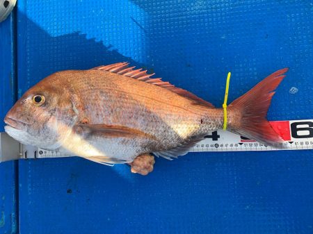 釣鯛洋 釣果