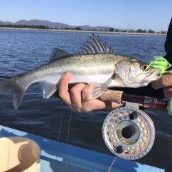 アマテラス 釣果