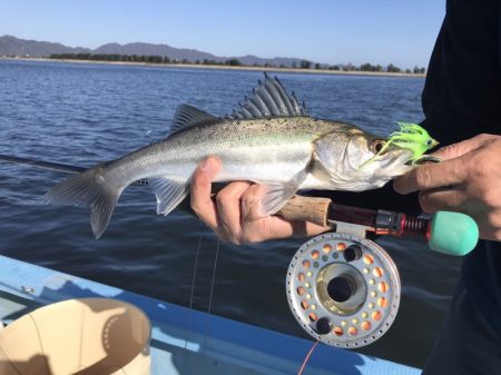 アマテラス 釣果