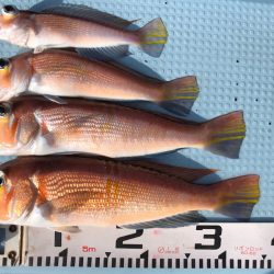 第二八坂丸 釣果