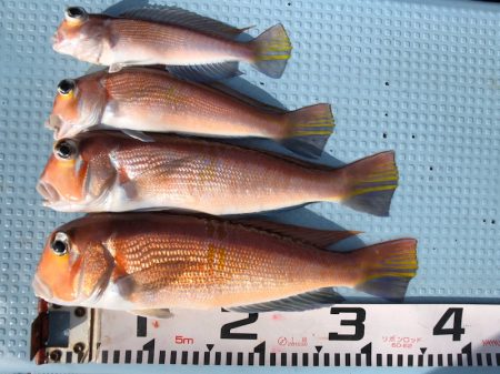 第二八坂丸 釣果