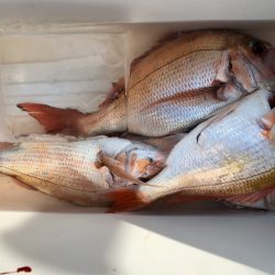 第二八坂丸 釣果