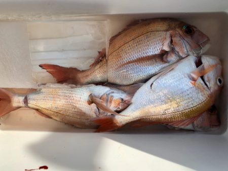 第二八坂丸 釣果