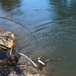 白州トラウトフィッシングエリア　シルフ 釣果