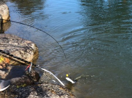 白州トラウトフィッシングエリア　シルフ 釣…