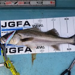 アマテラス 釣果