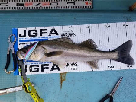 アマテラス 釣果