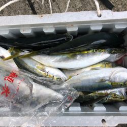 ヤザワ渡船 釣果