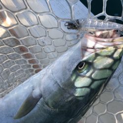 「LaGooN」蒼陽丸 日和号 釣果