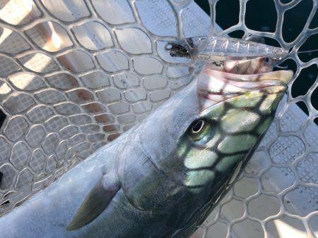 「LaGooN」蒼陽丸 日和号 釣果