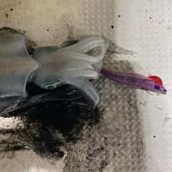 Monster Rush! 釣果