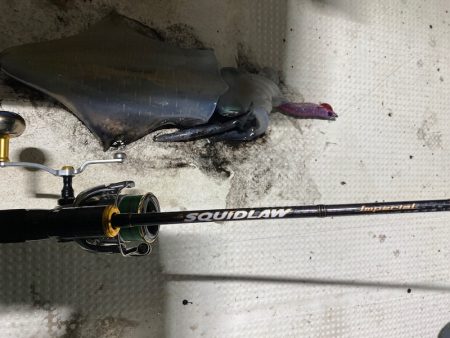 Monster Rush! 釣果