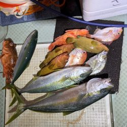 さくら丸 釣果