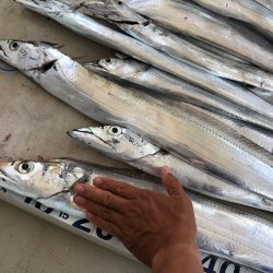 末広丸(熊本) 釣果