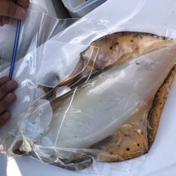 「LaGooN」蒼陽丸 日和号 釣果