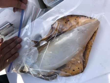 「LaGooN」蒼陽丸 日和号 釣果