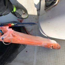 「LaGooN」蒼陽丸 日和号 釣果