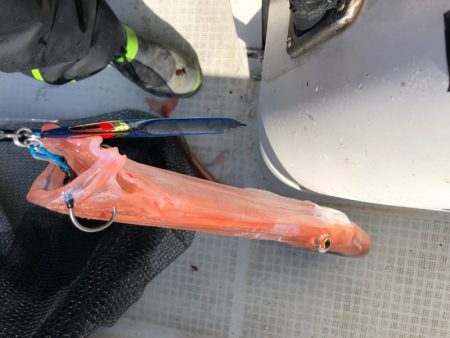 「LaGooN」蒼陽丸 日和号 釣果