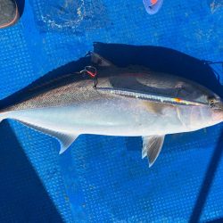 釣鯛洋 釣果
