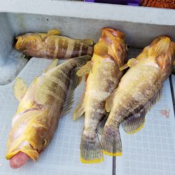 アマテラス 釣果