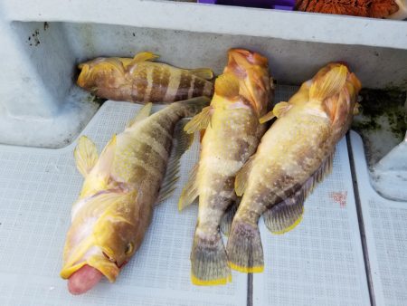 アマテラス 釣果