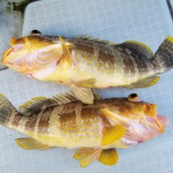 アマテラス 釣果